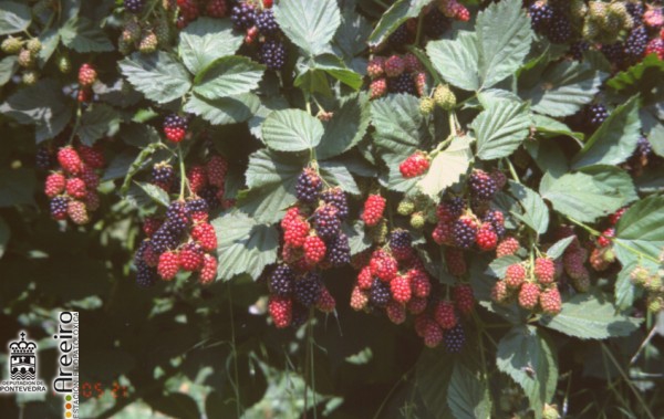 Zarzamora - Blackcurrant - Amora (Rubus sp.) >> Zarzamora (Rubus sp.) - Fruto en la Planta_2.jpg